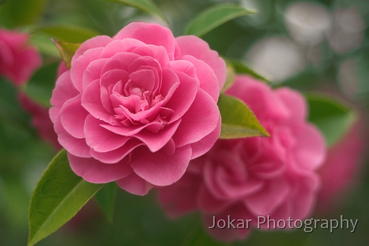 Spring garden-2 0061-2.jpg - Camelia in our back yard